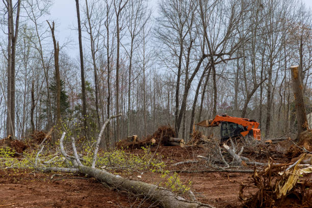 Trussville, AL Tree Removal Services Company