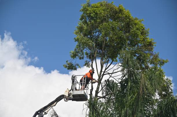 How Our Tree Care Process Works  in  Trussville, AL